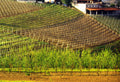 Barbaresco:-il-grande-rosso-delle-Langhe-da-conoscere-(e-assaggiare)