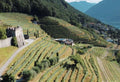Scopri la Tenuta Castello di Morcote - SellWine enoteca online
