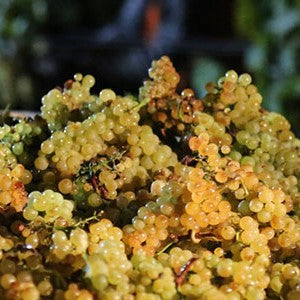 Chardonnay, vino d’eccezione e versatile: ecco come abbinarlo