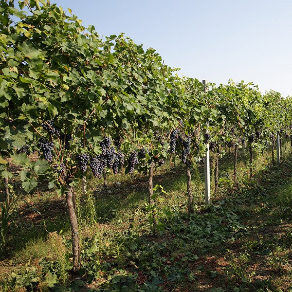 Barbarossa Corvina Veneto IGT Cantina Castelnuovo del Garda