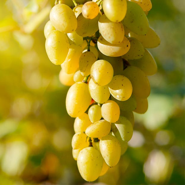 Cantine aperte Maggio Giugno 2019