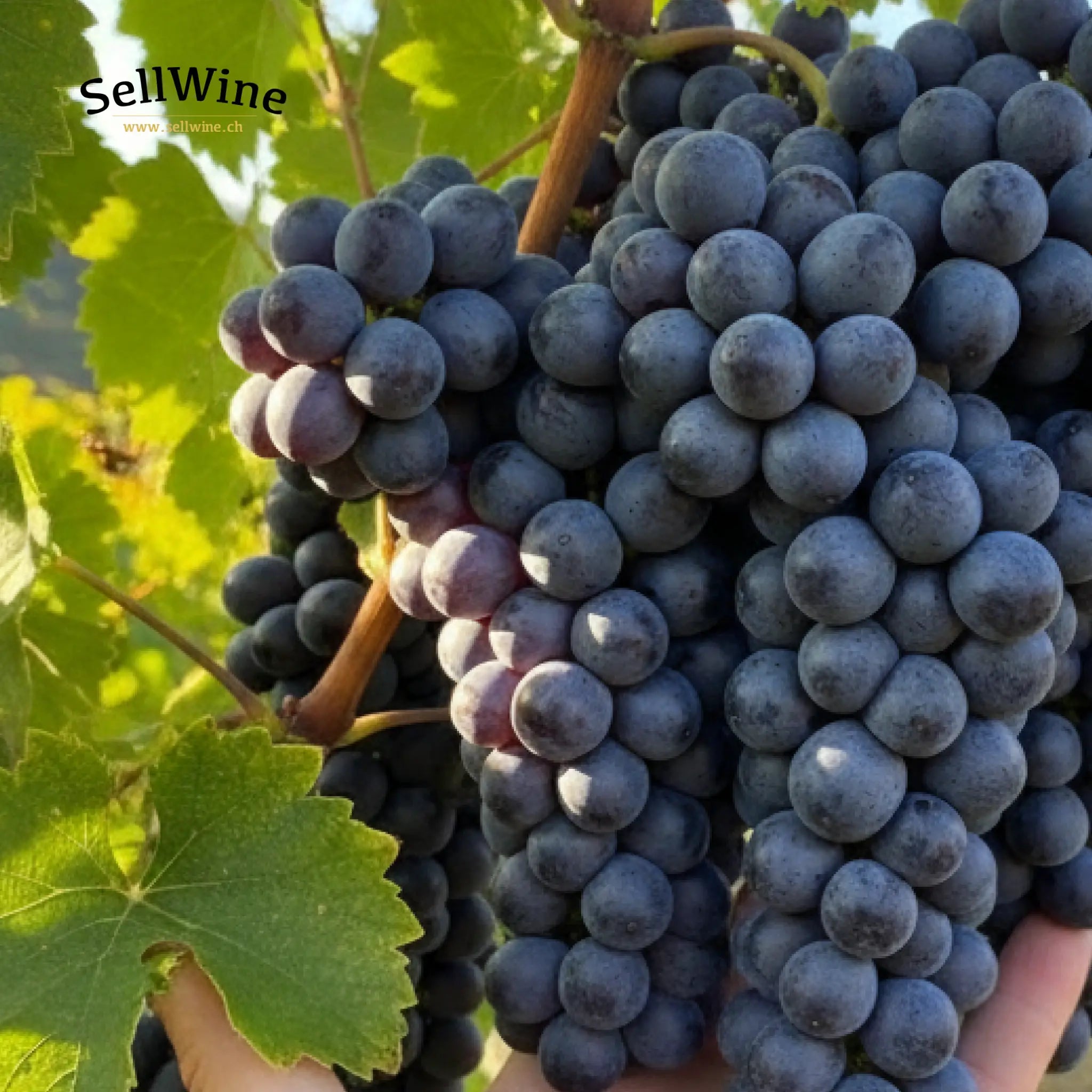 DODAS: 12 Vignaioli del Ticino che Stanno Ridefinendo il Futuro del Merlot