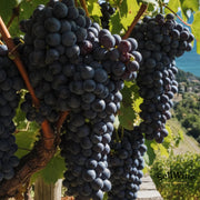 Amarone: il gioiello enologico della Valpolicella che conquista la Svizzera