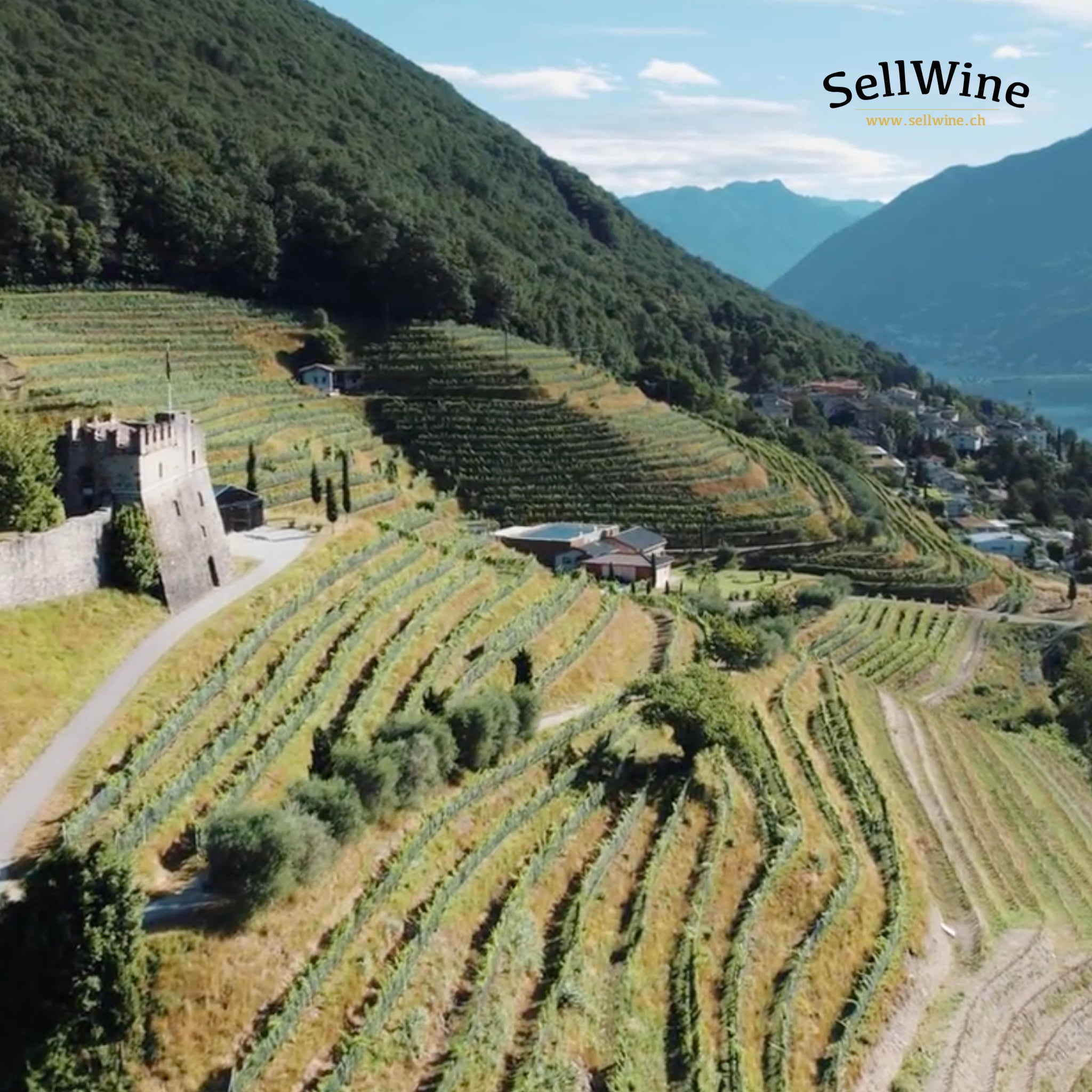 Scopri la Tenuta Castello di Morcote - SellWine enoteca online