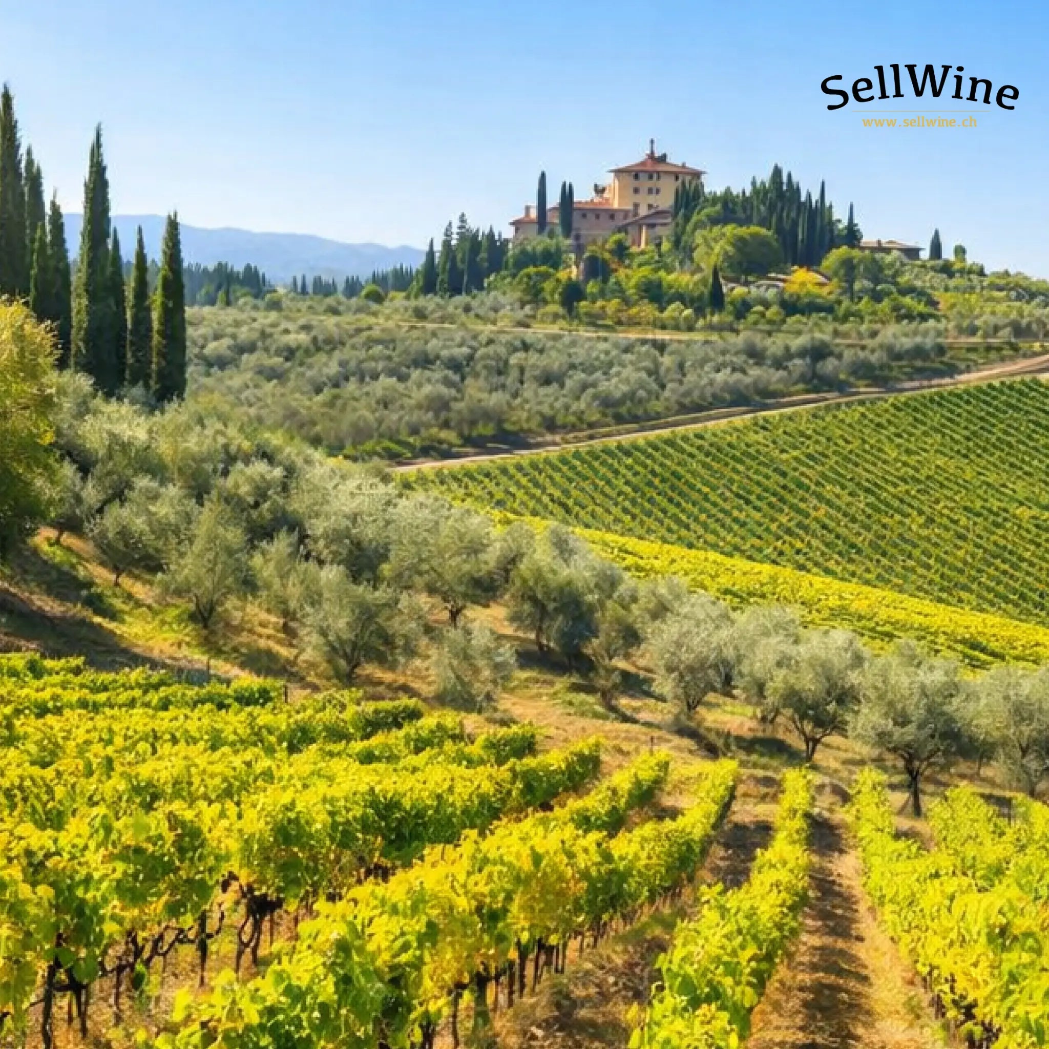 Perché il Chianti ha come simbolo il Gallo Nero? Origine, storia e leggenda